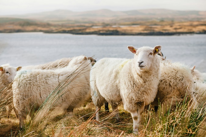 Il Connemara è l’ideale per una vacanza all’aria aperta. Si ammirano numerose specie di uccelli, ovunque ci sono pecore che pascolano lungo le strade; famosi sono i pony del Connemara.
