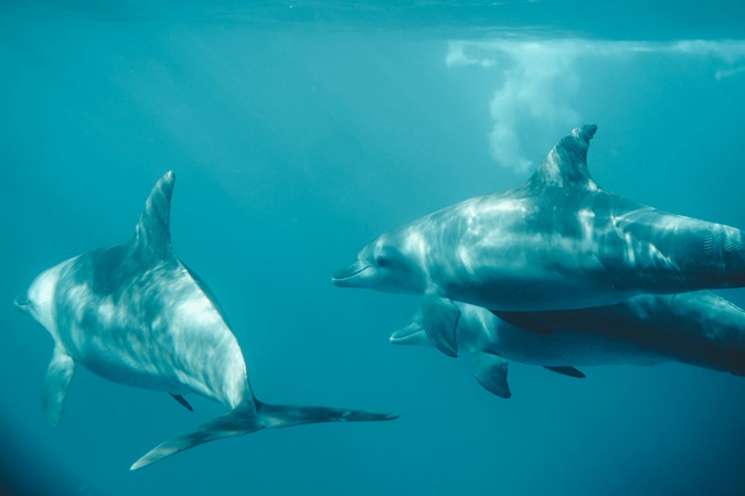 Tre delfini fotografati al largo di Zanzibar: l'arcipelago offre esperienze naturalistiche emozionanti.