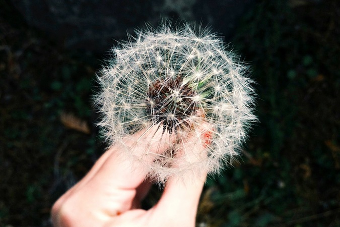 Primo piano di un soffione ripreso dall'alto e tenuto tra le dita di una mano sinistra di una persona caucasica. Simbolo delle allergie primaverili per cui è utile mettere in valigia degli antistaminici se si parte in questa stagione.