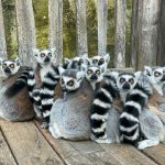 Lemuri [Foto di Victoria Bragg su Unsplash]