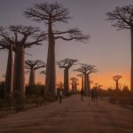 Baobab Madagascar [Foto di Noah Grossenbacher su Unsplash]
