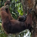 Orangutan Borneo malese [Semonggoh Orang Utan Rehabilitation Center]