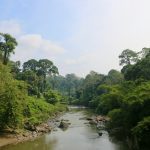 Foresta tripicale Borneo [Foto di Polina Koroleva su Unsplash]