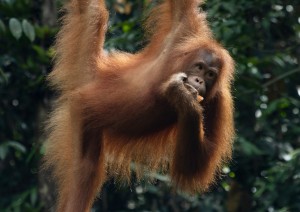 Visita Al Centro Orang Utan Di Semenggoh.jpg