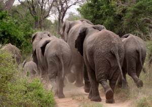 Maputo - Kruger.jpg