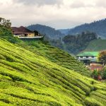 Piantagioni di tè, Cameron Highlands