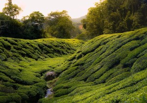 Kuala Lumpur – Cameron Highlands (220 Km).jpg