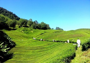 Cameron Highlands.jpg