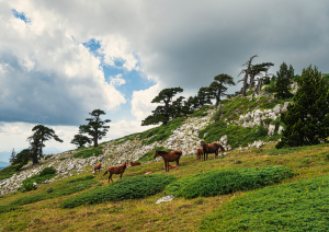 Benvenuto Nel Parco Nazionale Del Pollino.jpg