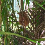 Tarsier Sanctuary, Bohol [foto di Anna Zanellato]