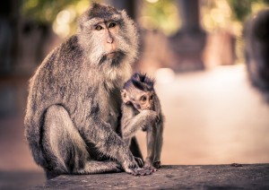 Jimbaran - Ubud.jpg