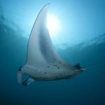 Manta [Foto di Eychenne da Pixabay]