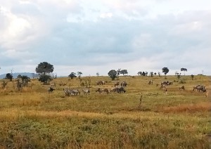 Rientro A Zanzibar.jpg