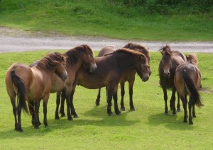 Parco Nazionale Di Exmoor.jpg