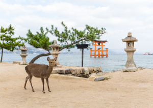 Kyoto – Miyajima.jpg