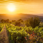 Veduta sui vigneti in Chianti