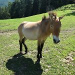 Il cavallo di Przewalski