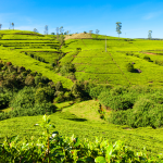 Piantaggione di Tè di Ceylon