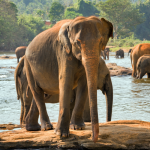 Elephant Orphanage