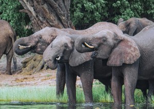 Chobe National Park.jpg