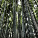 Arashiyama, Foresta di bambù