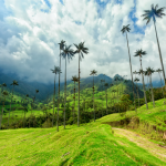 Valle del Cocora