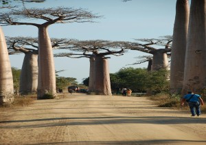 Miandrivazo - Morondava - Strada Dei Baobab.jpg