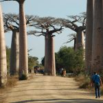 Baobab