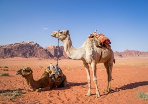 Wadi Rum / Aqaba.jpg