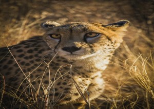 Ngorongoro.jpg