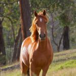 Cavallo australiano