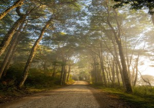 Cairns - Foresta Pluviale - Cairns.jpg