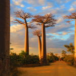 Alberi di Baobab