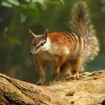 Numbat marsupiale