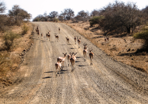 Klaserie Private Nature Reserve (volo) Johannesburg.jpg