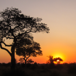 GRATER KRUGER NATIONAL PARK