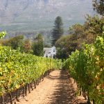 La regione intorno a Cape Town è famosa per i vigneti