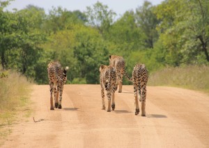 Kapama Private Game Reserve.jpg