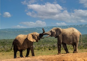 Balule Game Reserve - Kruger National Park.jpg