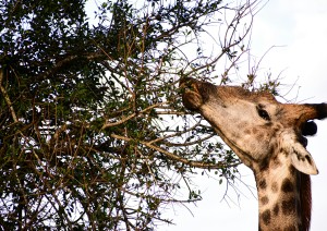 Moholoholo Wildlife Rehabilitation Centre - Balule Game Reserve.jpg