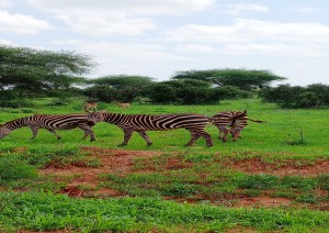 Balule Game Reserve.jpg